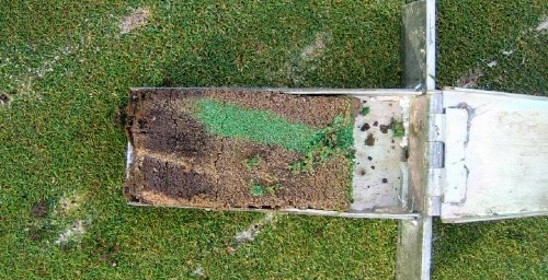 Profile of turf on green after DryJect has penetrated and added sand to ammend the turf.